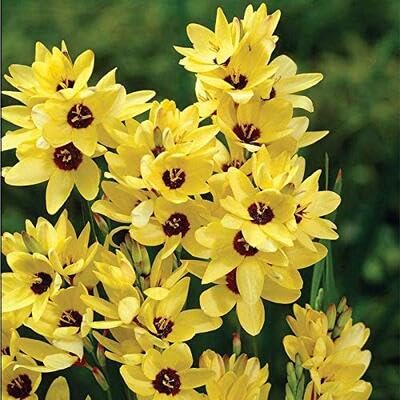 Yellow Sparaxis Flower Seeds