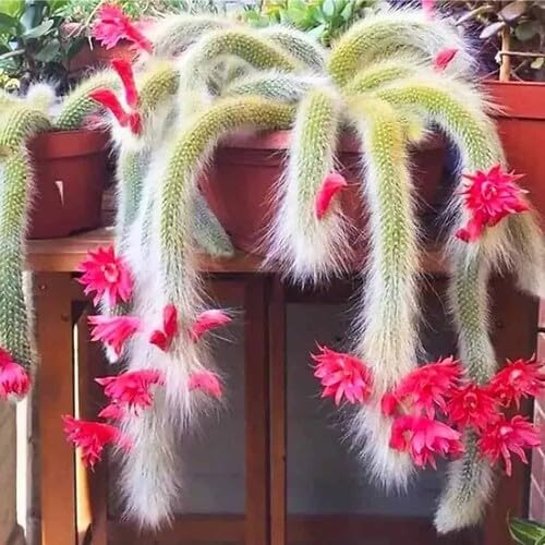 Pink Colademononis Flower Seeds