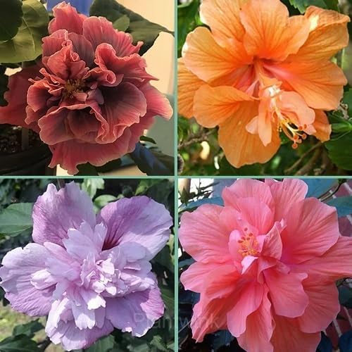 Mixed Anigozanthos Flower Seeds