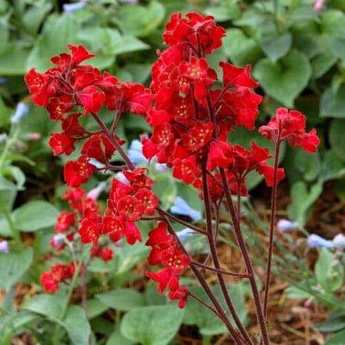 Red Heuchera sanguinea Flower Seeds