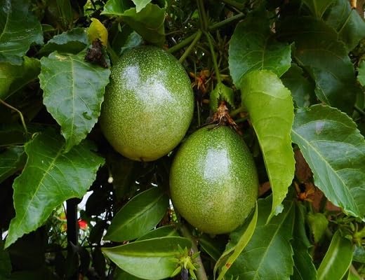 Green Maracuja fruit seeds for organic garden planting