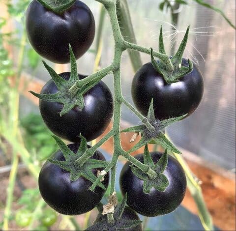 Black Tomato vegetable seeds vegetable seeds for Home Gardening, Organic Raised Bed Gardening for kitchen garden planting