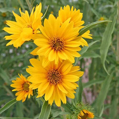 Yellow Sunflower Helianthus Maximiliani Flower Seeds