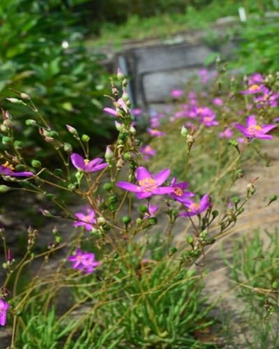 Talinum Flower Seeds