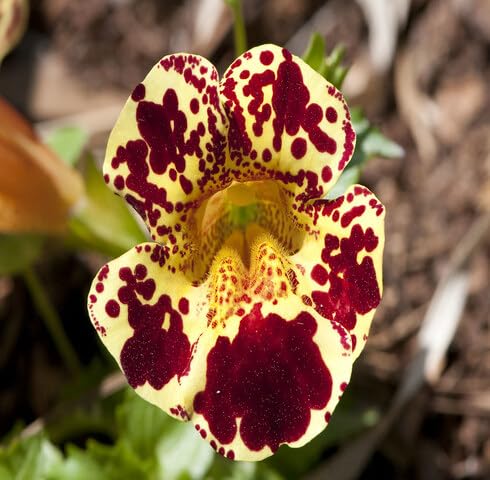 red yellow mimulus tigrinus