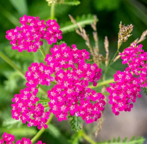 Pink Achillea Flower Seeds