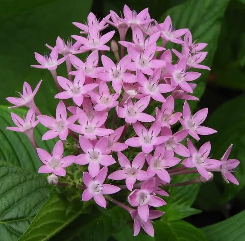 Lanceolata Flower Seeds