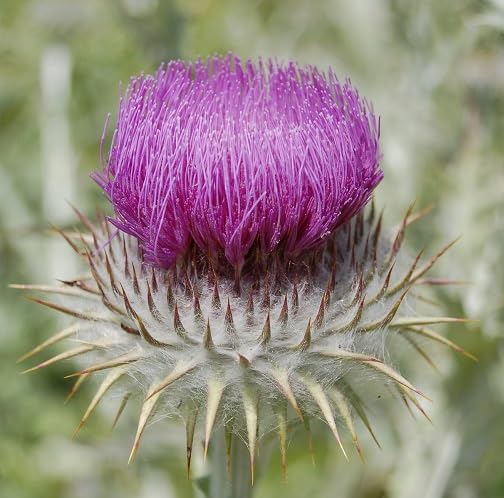 Pink Onopordum Acanthium Flower Seeds