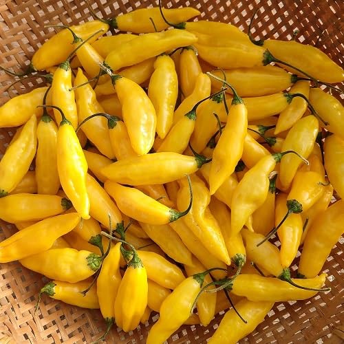 Yellow Aji Pepper Vegetables Seeds vegetable seeds for Home Gardening, Healthy Culinary Garden for kitchen garden planting