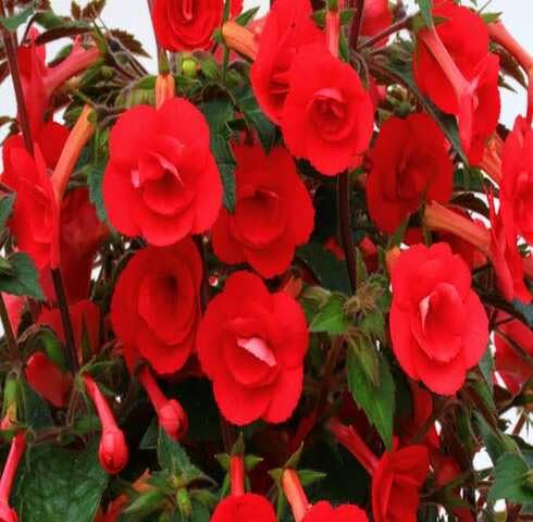 Red Achimenes Flower Seeds