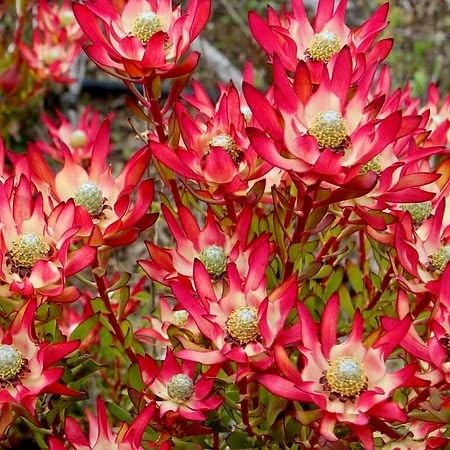Pink Leucadendron Salignum Flower Seeds