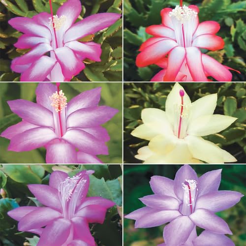 Zygocactus Schlumbergera Flower Seeds