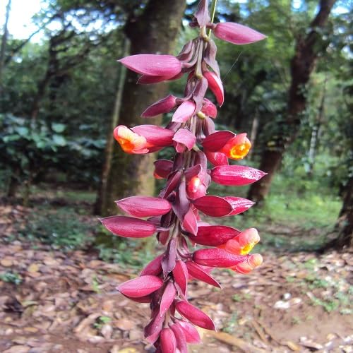 Thunbergia coccinea Flower Seeds