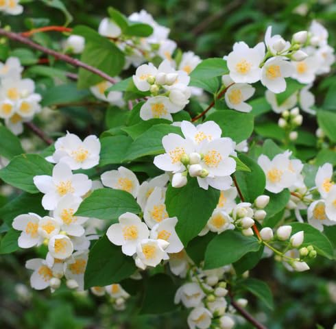 White Yellow Jasminum Sambac Flower Seeds