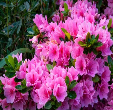 pink azalea flower seeds