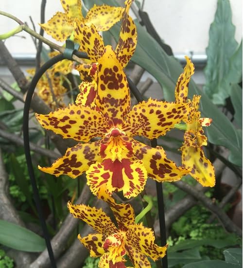 Orange Zygopetalum maculatum Flower Seeds