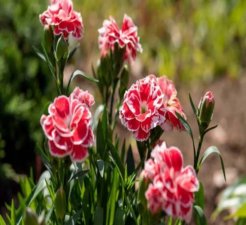 Red Gaillardia Flower Seeds