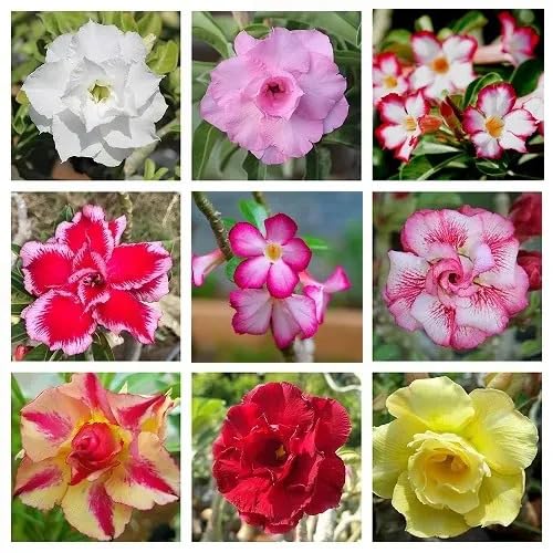 Mixed Adenium Flower Seeds