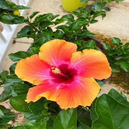 pink orange hibiscus flower