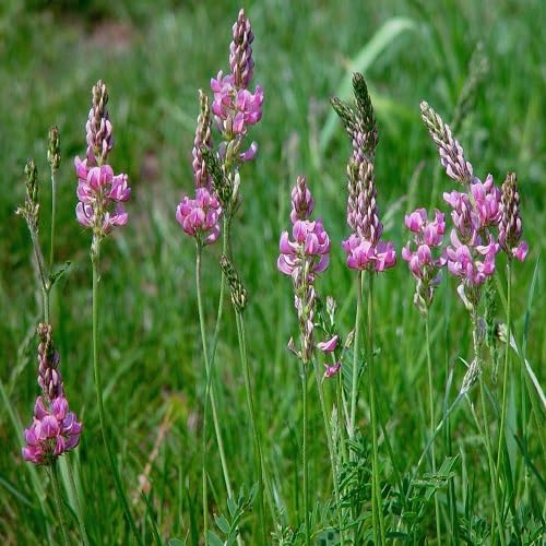 Onobrychis Viciifolia Flower Seeds