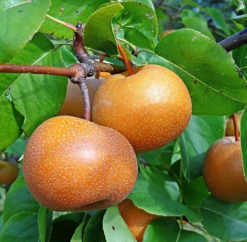Brown Pear Fruit fruit seeds for organic garden planting