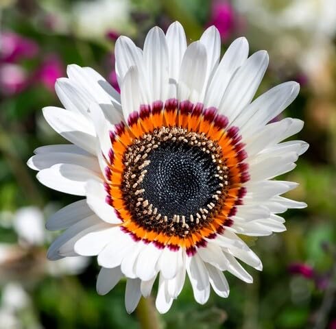 White Venidium Flower Seeds