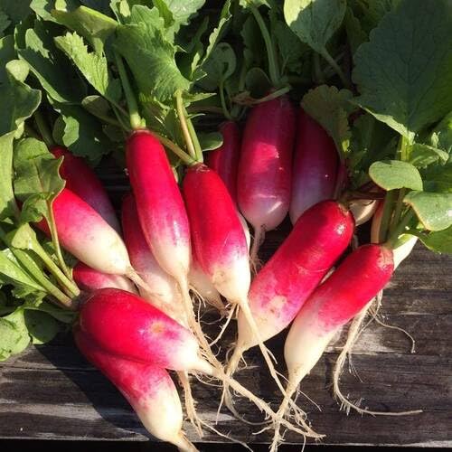 White Pink Radish vegetable seeds - Heirloom, Organic, Non Gmo Garden Seeds for kitchen garden planting