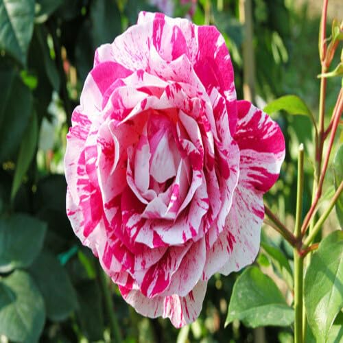 Pink White Dragon Rose Flower Seeds
