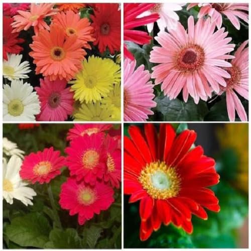 Gerbera Daisy Flower Seeds