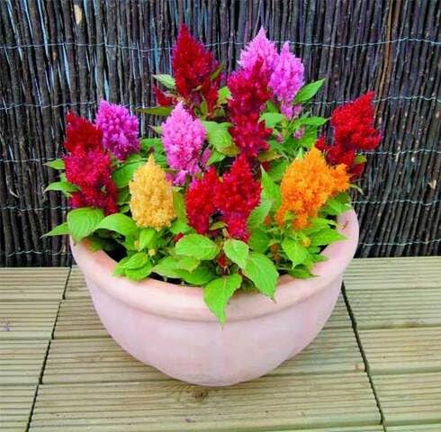 Mixed Celosia argentea Flower Seeds