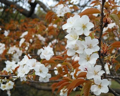 White Cerasus serrulata Flower Seeds
