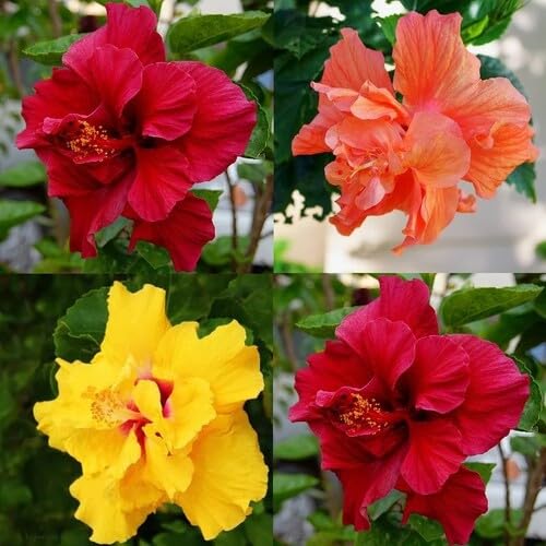 Mixed Hibicus Flower Seeds