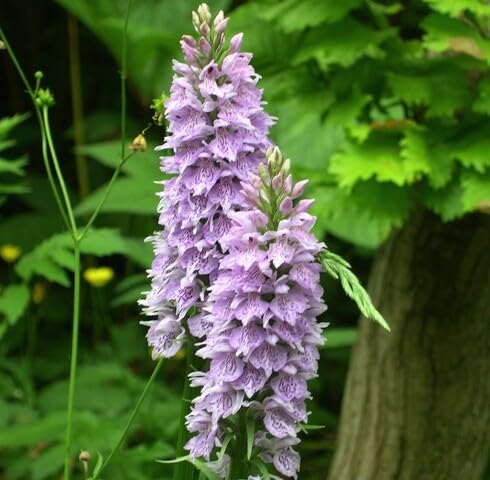 White Purple Dactylorhiza Fuchsii Flower Seeds
