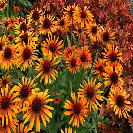 Orange Echinacea fruit seeds for organic garden planting