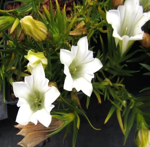 white gentiana flower seeds