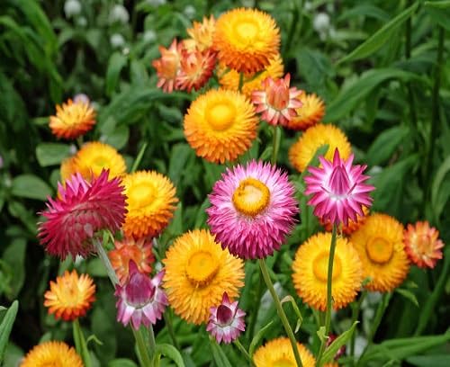 Strawflower Flower Seeds