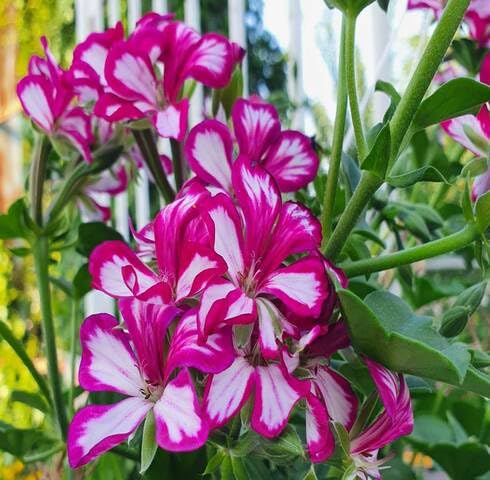 Pink White Pelargonium Flower Seeds