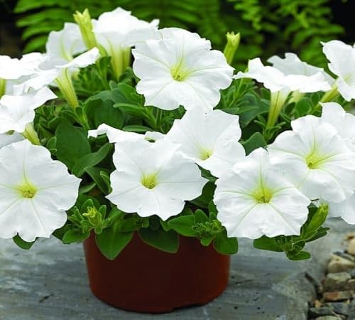 White Petunia Flower Seeds
