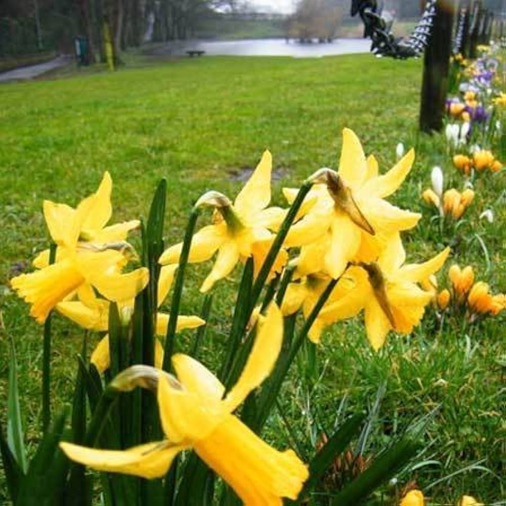Daffodil Flower