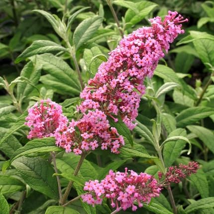Pink Buddleja Flower Seeds