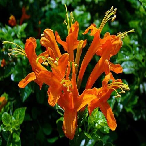 Honeysuckle Orange fruit seeds for organic garden planting