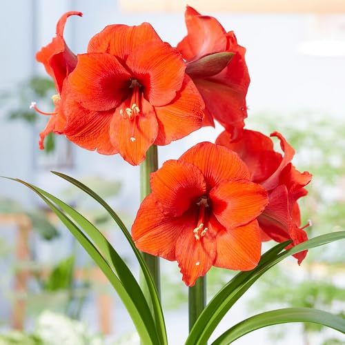 Giant Amaryllis Flower Seeds