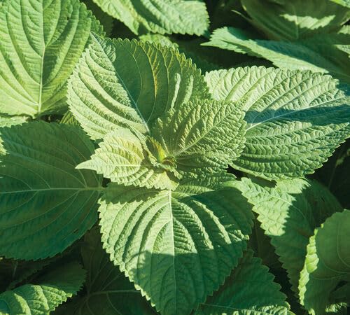 Shiso vegetable seeds - Heirloom, Organic, Non Gmo Garden Seeds for kitchen garden planting