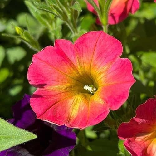 Pink Petunia Flower Seeds