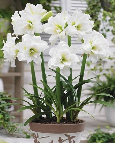 White Amaryllis Flower Seeds