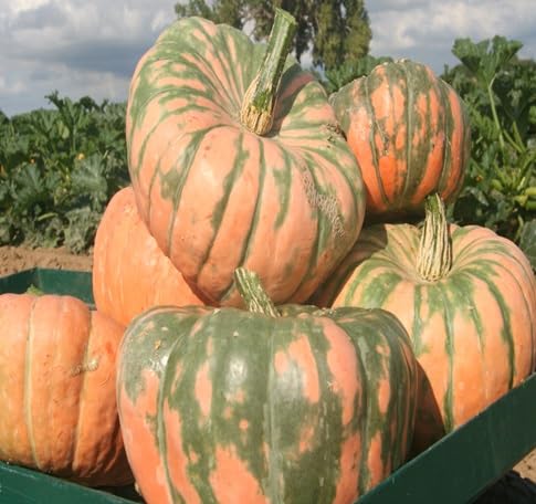 Speckled Pumpkin vegetable seeds for Home Gardening, Premium Kitchen Garden Planting for kitchen garden planting