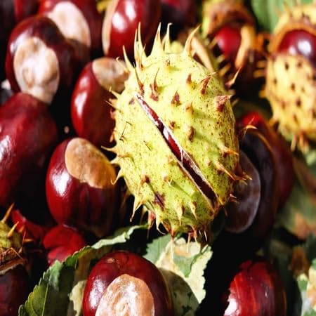 Castanea fruit seeds for organic garden planting