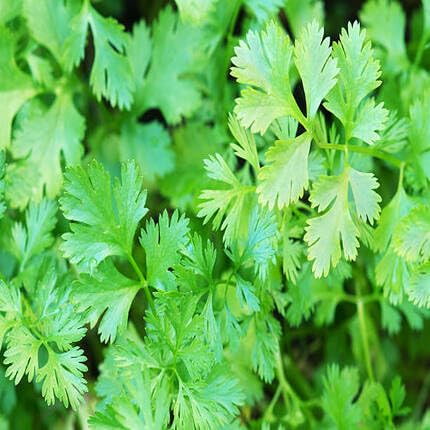 Green Coriander Plant Seeds herb seeds - healthy herbs, kitchen garden garden seeds