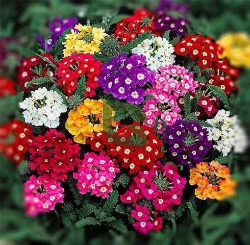 Mix Uvaria Flower Seeds