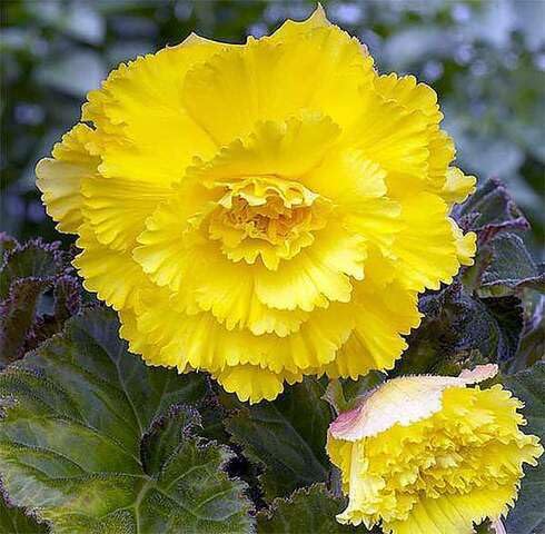 Yellow Carnation Flower Seeds
